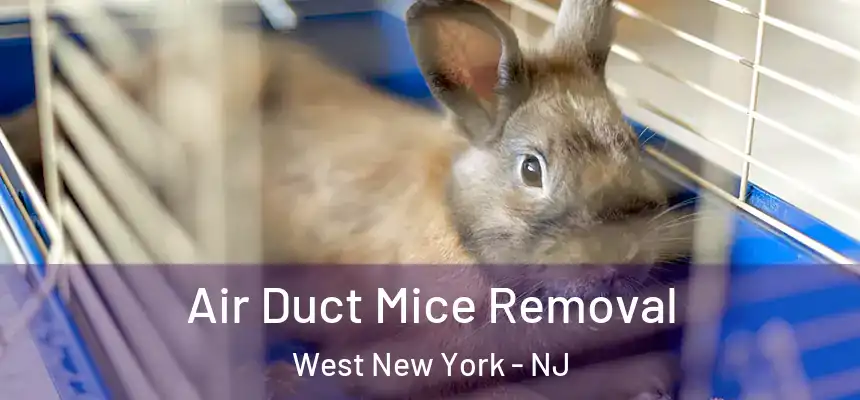 Air Duct Mice Removal West New York - NJ